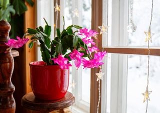 How to keep your Christmas cactus healthy? Tips for cold-sensitive plants