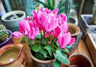 Cuidados del Ciclamen o Violeta de Persia: la planta que florece en otoño e invierno