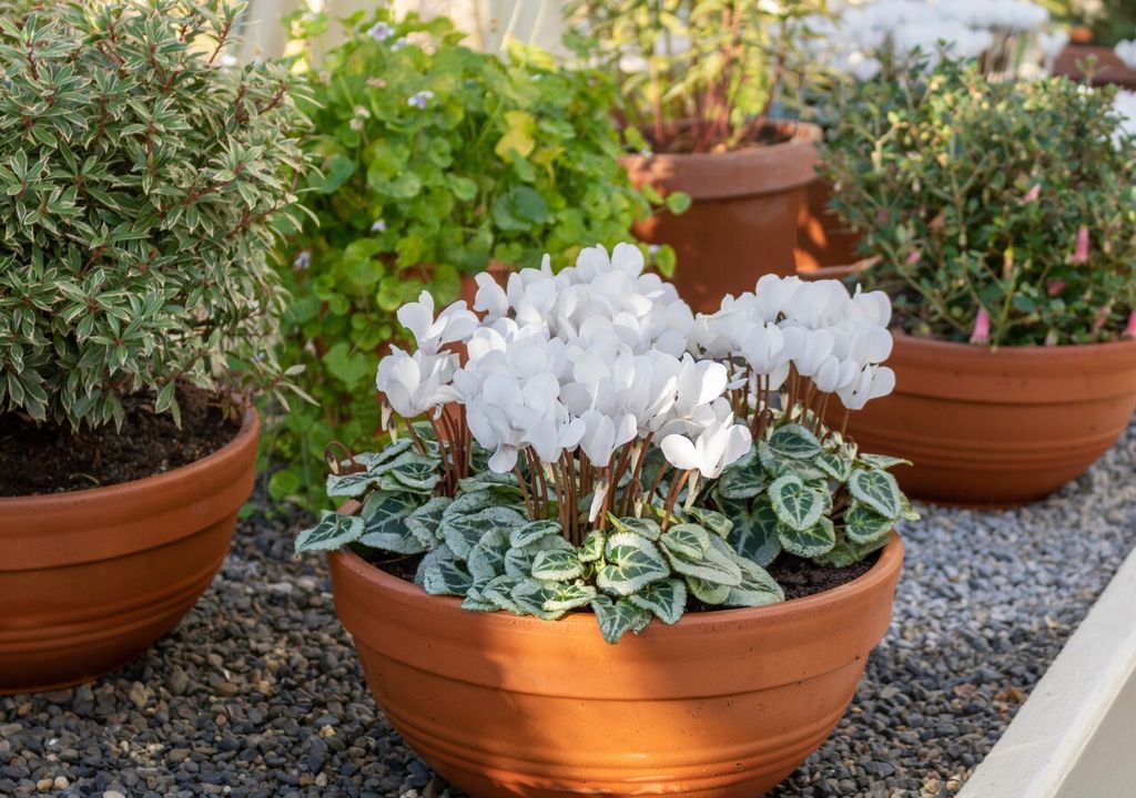 white cyclamen white cyclamen