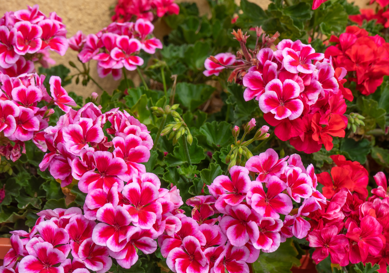 Existen más de 200 especies de geranios, pero las más comunes en jardinería son los del género Pelargonium.