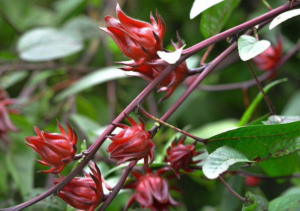Cuidados del hibisco, la flor tropical que llena de color balcones y jardines en temporada de lluvias. Noticias en tiempo real