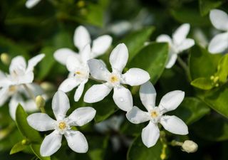 Cuidados del jazmín en maceta y jardín. Tipos y características