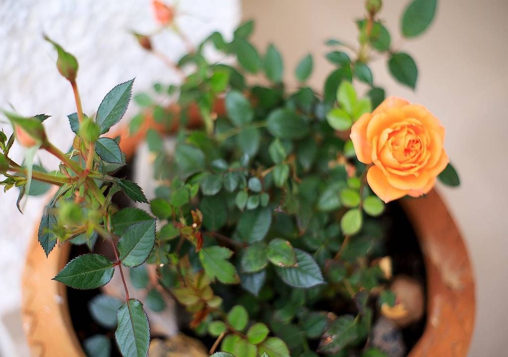 Rosal miniatura Rosal miniatura