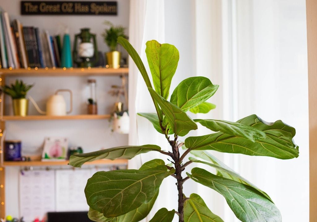 Gira la maceta cada dos semanas para que el crecimiento del ficus sea parejo y vertical.