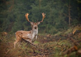 Die Tötung eingeschleppter Arten könnte für die Naturschützer ein großer Fehltritt sein!