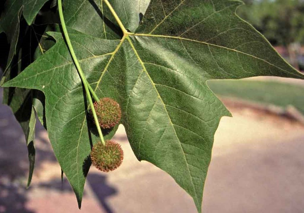 Plátano hispánico Plátano hispánico