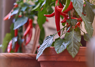 Cultiva tus propios chiles: desde suaves hasta picantes, directamente en tu terraza