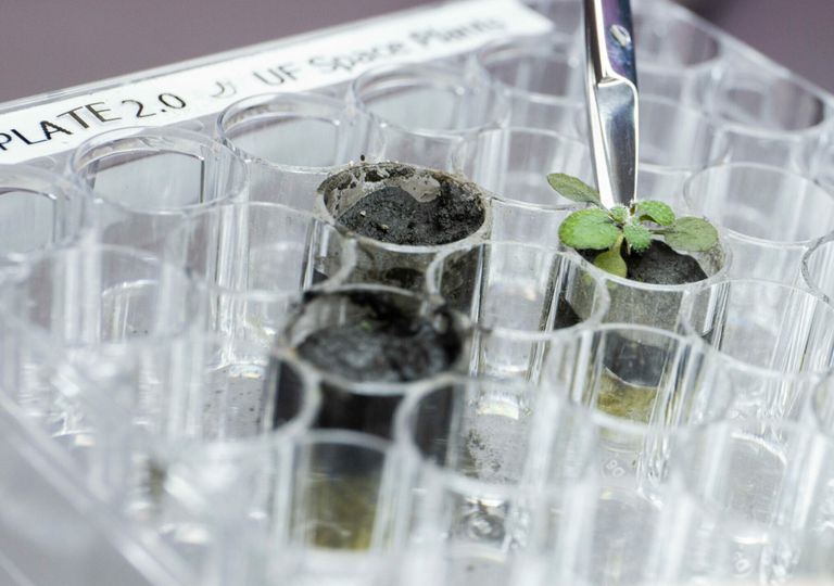 Cultivan plantas en polvo traído desde la Luna: ¿qué encontraron? Cultivan plantas en polvo traído desde la Luna: ¿qué encontraron?