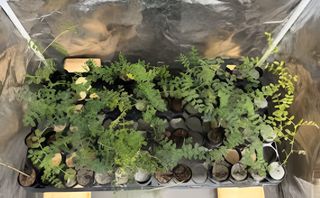 Cultivando garbanzos en polvo lunar modificado: ¿hacia la agricultura en nuestro planeta? 