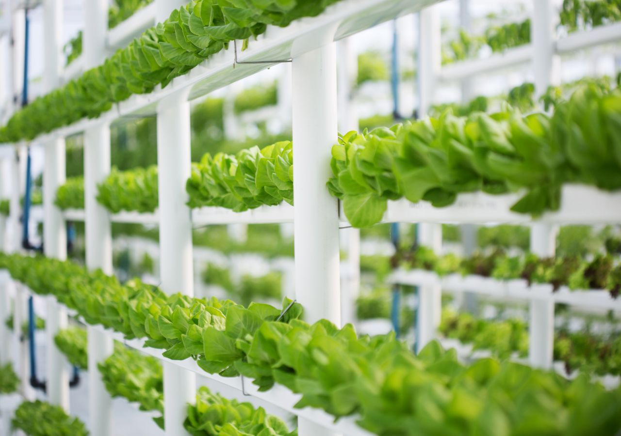 Mediante el uso de capas apiladas verticalmente, los agricultores pueden producir muchos más alimentos en la misma cantidad de tierra (o incluso en menos).