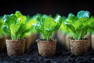 Cultivar alface em casa: saúde, sabor e praticidade ao seu alcance!