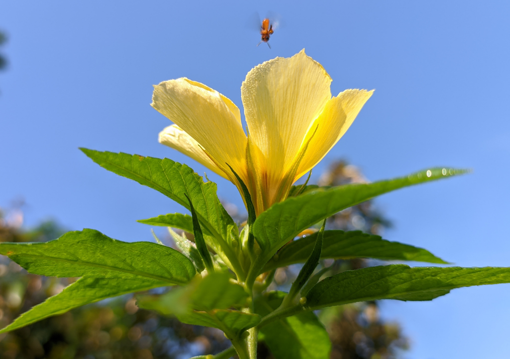 En climas muy fríos, puede resentir temperaturas por debajo de los 5°C. Si tu terraza está expuesta a heladas tardías, conviene protegerla temporalmente.