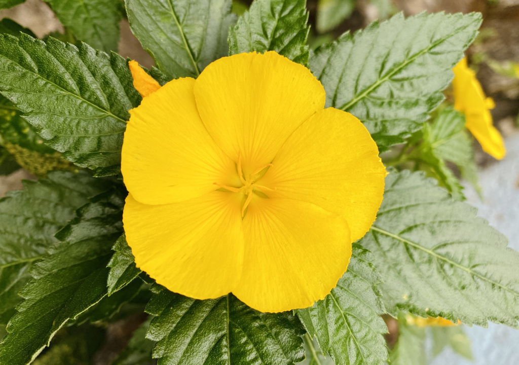 Sus hojas liberan un aroma más intenso y característico cuando se frotan suavemente entre los dedos, señal de la presencia de sus compuestos aromáticos naturales.