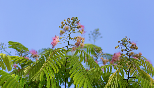 Cultivar tepezcohuite en casa es posible: el &aacute;rbol de la piel que triunfa en jardines y terrazas urbanas