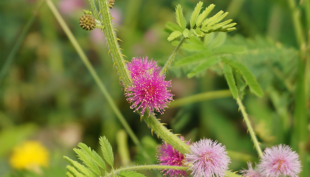 Sus hojas se cierran ligeramente durante la noche, como mecanismo natural de protección.