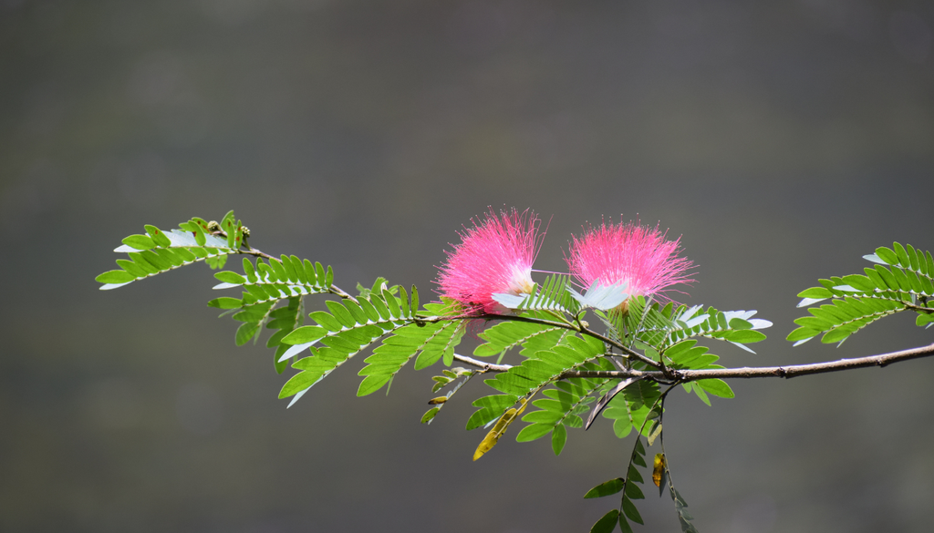 En algunos sistemas tradicionales, su corteza se usa como cicatrizante natural desde hace generaciones.