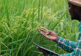 Cultivo de arroz em África assume-se como importante fonte de metano, alertam especialistas