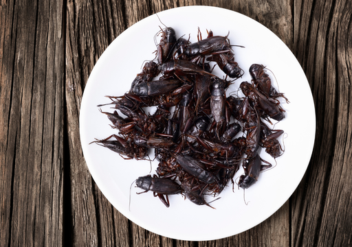 Insectos Comestibles Produccin Cultivo Y Consumo Altos En Mxico