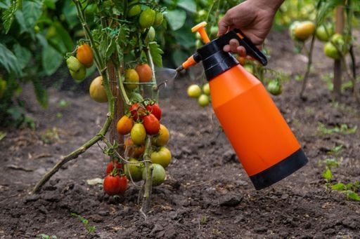 Un compuesto permite a los tomates y otros cultivos convencionales resistir la sequía, según los científicos del CSIC