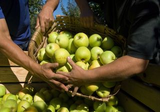 Cultura da maçã está a ser afetada pela escassez de água