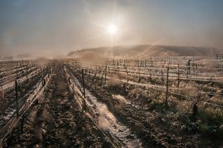 Gefählicher Spätfrost in Europa: Französische Winzer kämpfen im ihre Reben!