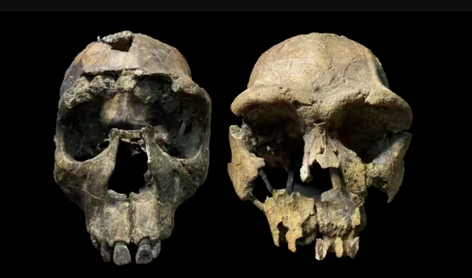 Cráneos de Homo erectus del Rift de Turkana. Izquierda: WT 15000, el «Niño de Turkana» del Turkana Occidental. Derecha: ER 3733 del Turkana Oriental. Foto: John Rowan