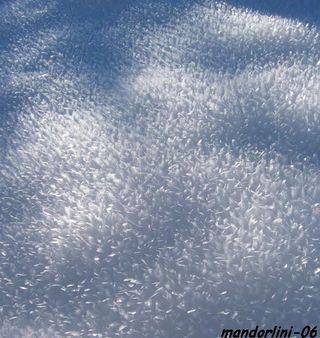 Curiosísimos crecimientos de cristales sobre la nieve polvo 