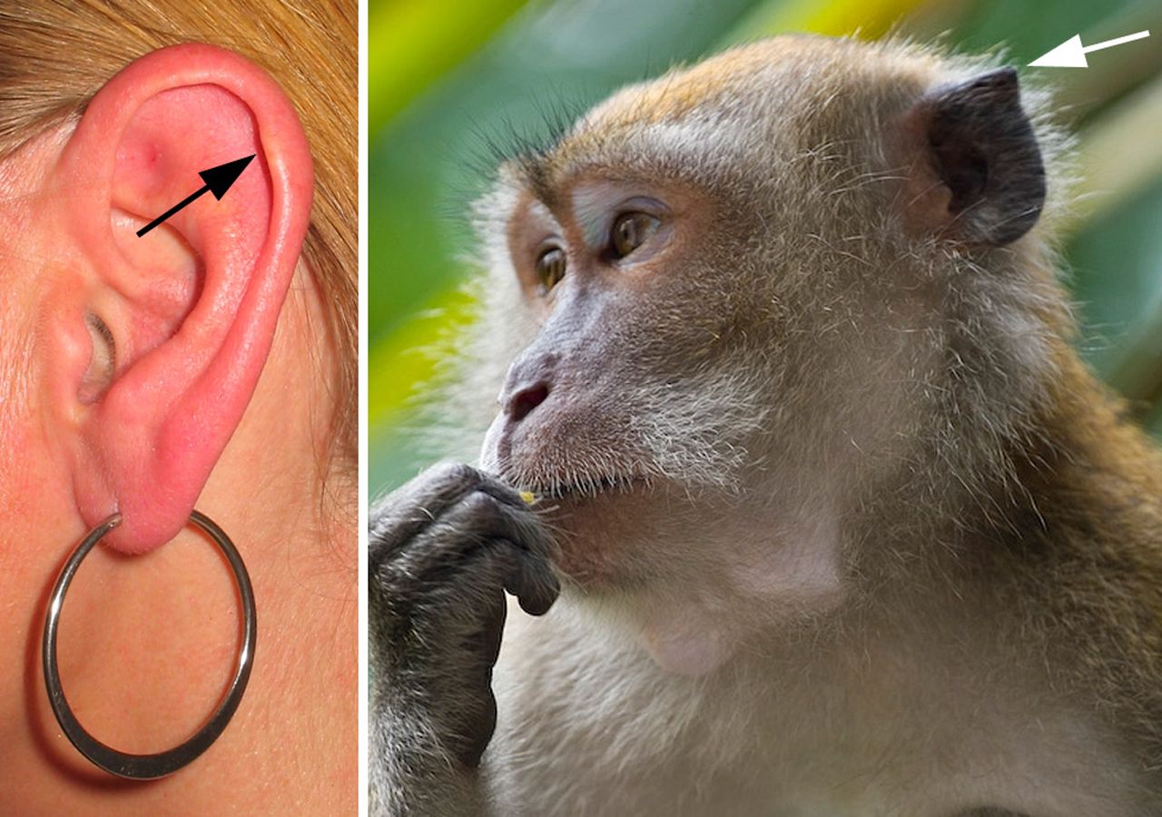 Curiosos vestigios de la evolucion que puedes encontrar en tu cuerpo