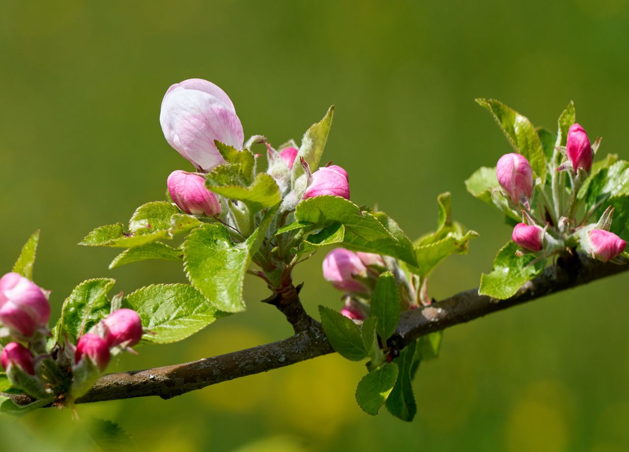 Los manzanos están en flor. Es más, el tiempo debería protegerlos durante las próximas mañanas.
