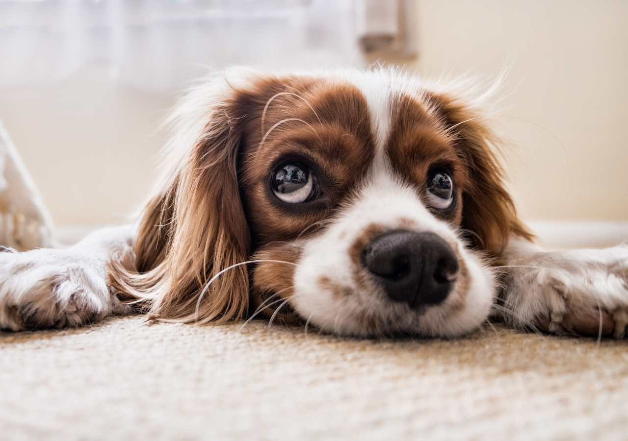 Qual desses animais fofinhos você gostaria de ter como animal de estim