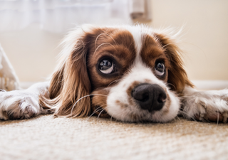 Da alegria ao luto, saiba como funciona a personalidade dos animais