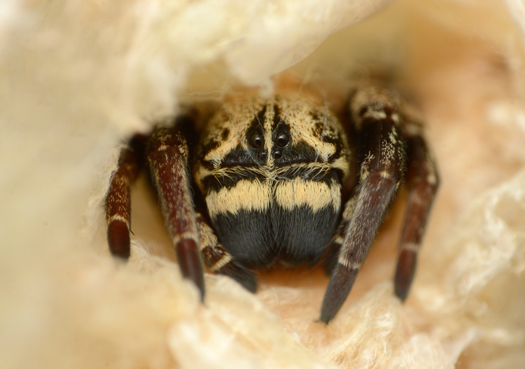 aranhas aranhas