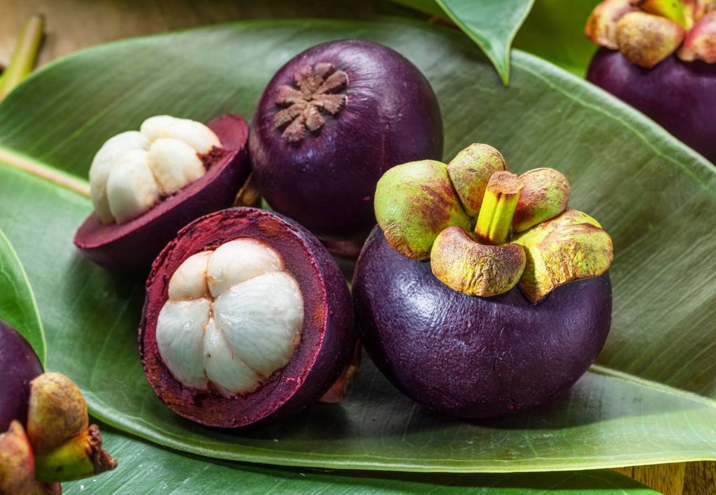 mangostão (Garcinia mangostana L.)