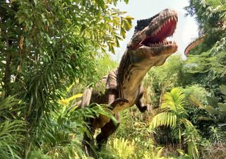 Da cucciolo a re dei dinosauri: la lunga adolescenza del Tyrannosaurus Rex
