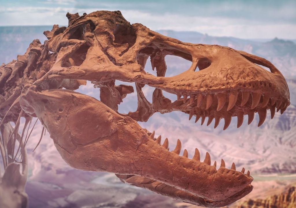 Tyrannosaurus rex aveva una delle mandibole più potenti finora note