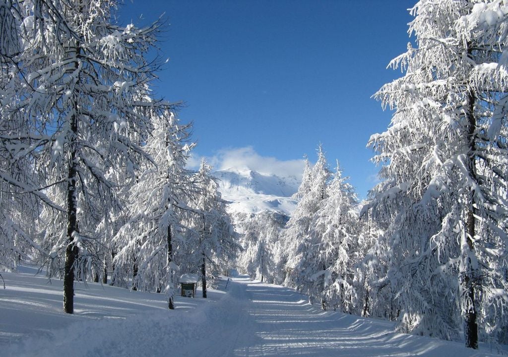 Milano dove sciare I boschi innevati che circondano Madesimo