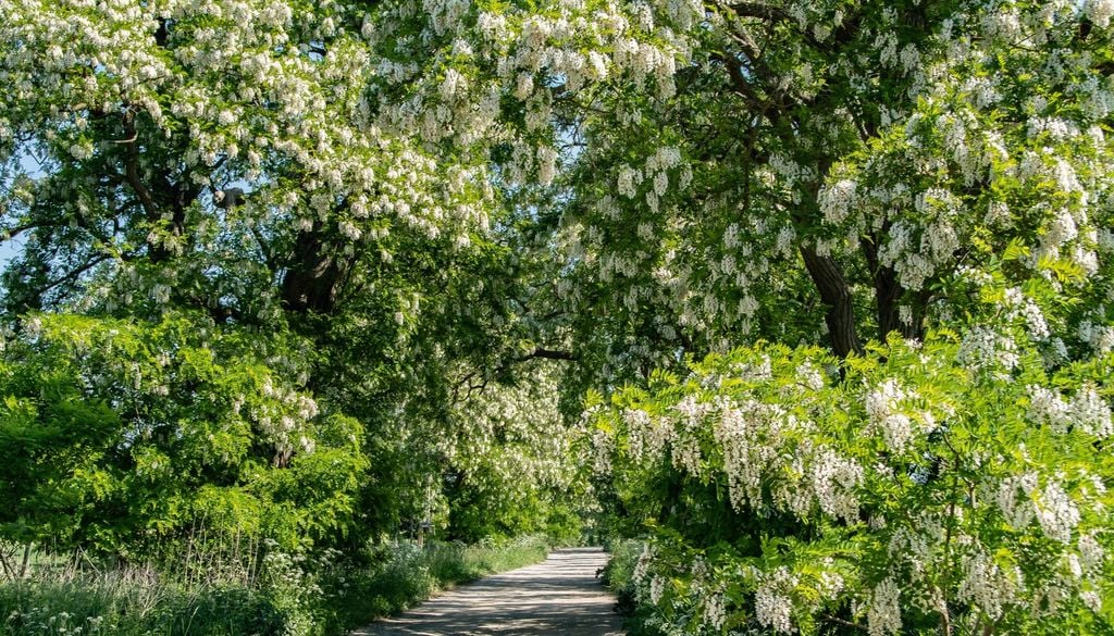 Robinia pseudoacacia: specie invasiva che minaccia gli ecosistemi locali, ma anche preziosa risorsa mellifera utile per apicoltura, consolidamento dei suoli e produzione di legname. Una presenza controversa, tra impatto ecologico e valore economico.