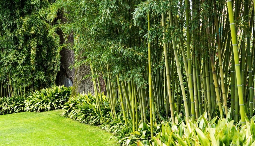 Siepi di bambù in ambiente ornamentale: attraverso l’espansione dei rizomi e la dispersione di frammenti vegetativi, alcune specie possono propagarsi oltre i giardini, soprattutto lungo fossi, sponde e terreni irrigati.