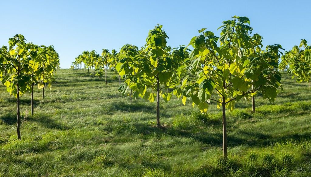 Paulownia tomentosa