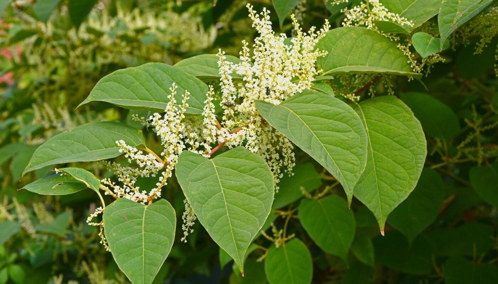 Reynoutria japonica