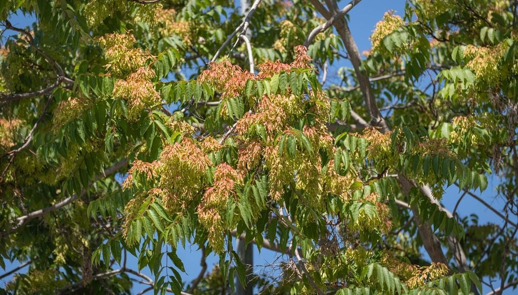Ailanthus altissima