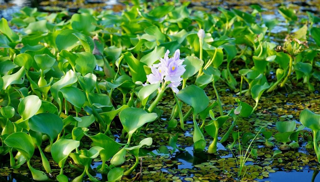 Giacinto d’acqua (Eichhornia crassipes)