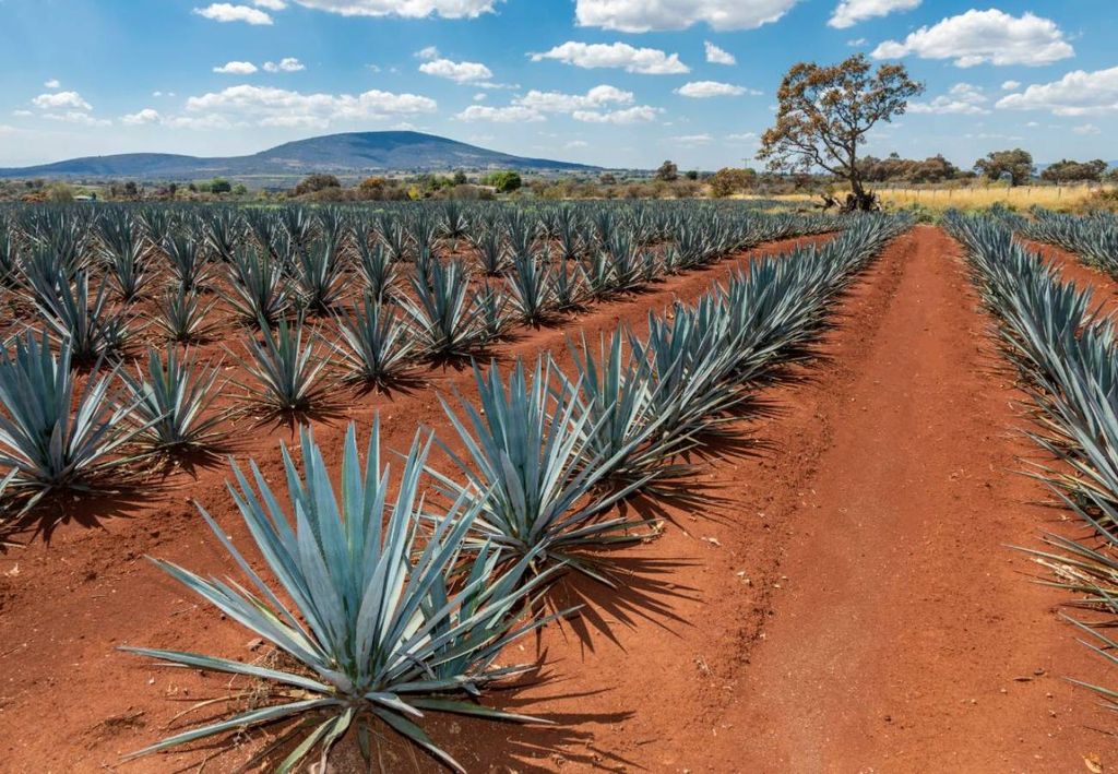 Agave tequilana ou agave-azul Agave tequilana ou agave-azul
