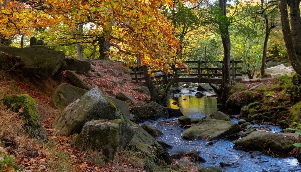 Inghilterra riforestazione L'autunno in una foresta del Derbishire, in Inghilterra