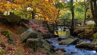 Dagli ecomostri al verde: il progetto di riforestazione inglese contro gli effetti del cambiamento climatico