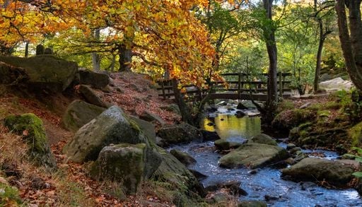 Dagli ecomostri al verde: il progetto di riforestazione inglese contro gli effetti del cambiamento climatico
