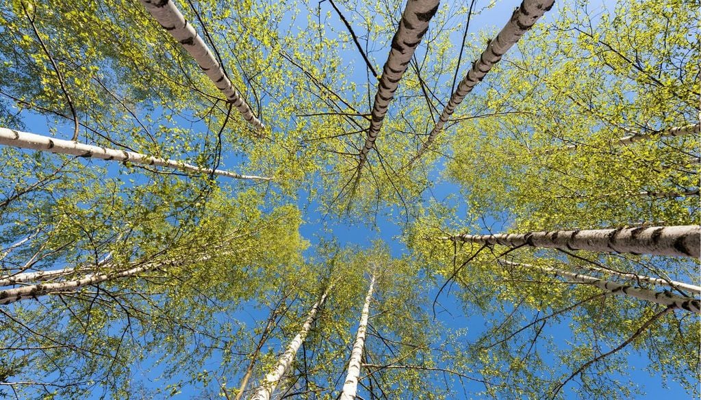Inghilterra progetto riforestazione La betualla argentata, un albero capace di adattarsi e crescere anche in condizioni difficili