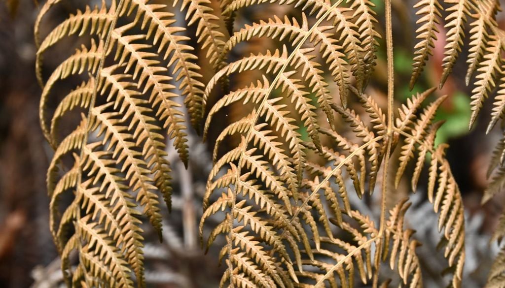 Le felci sono piante resistenti, le cui radici riescono a sopravvivere anche in condizioni estreme