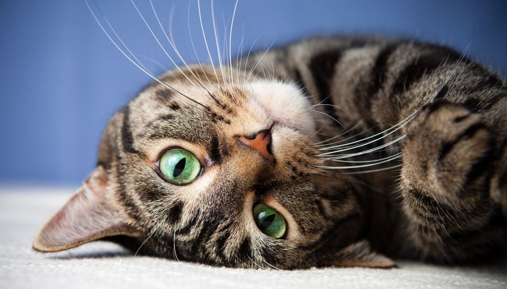 Malattia gatto Il fungo proveniente dal Brasile colpisce specialmente i gatti