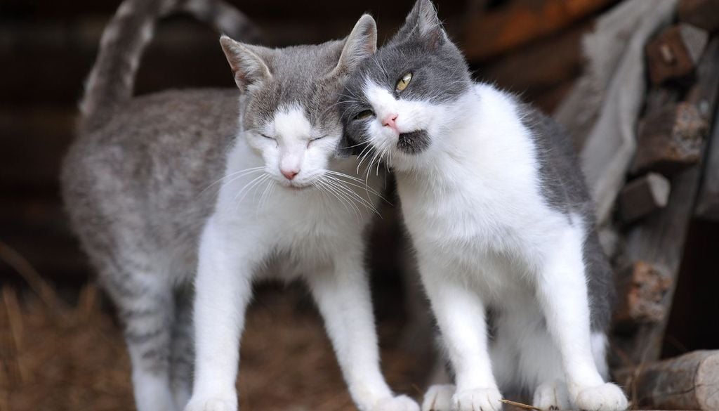 Gatti I gatti tendono avere spesso contatti fisici, che possono favorire il contagio delle malattie